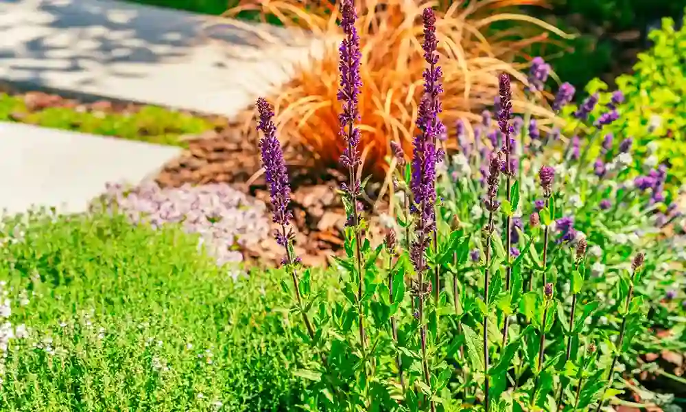 Pollinator Planting Norfolk